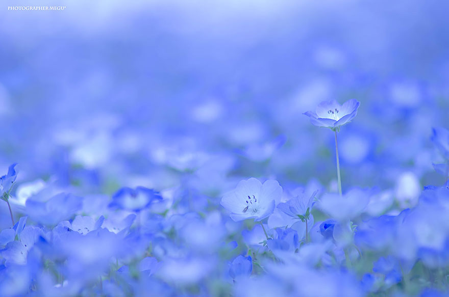 nemophilas-field-hitachi-seaside-park-3