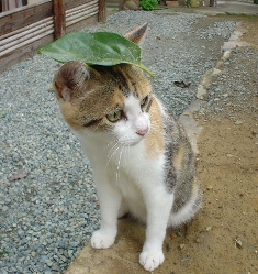 611猫