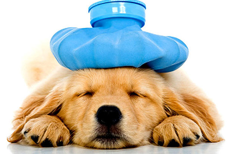 sick_dog_iStock_00001268904