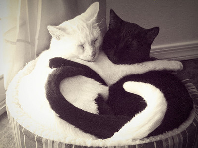cats_top